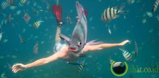 Kepala Ikan Kepala Ikan