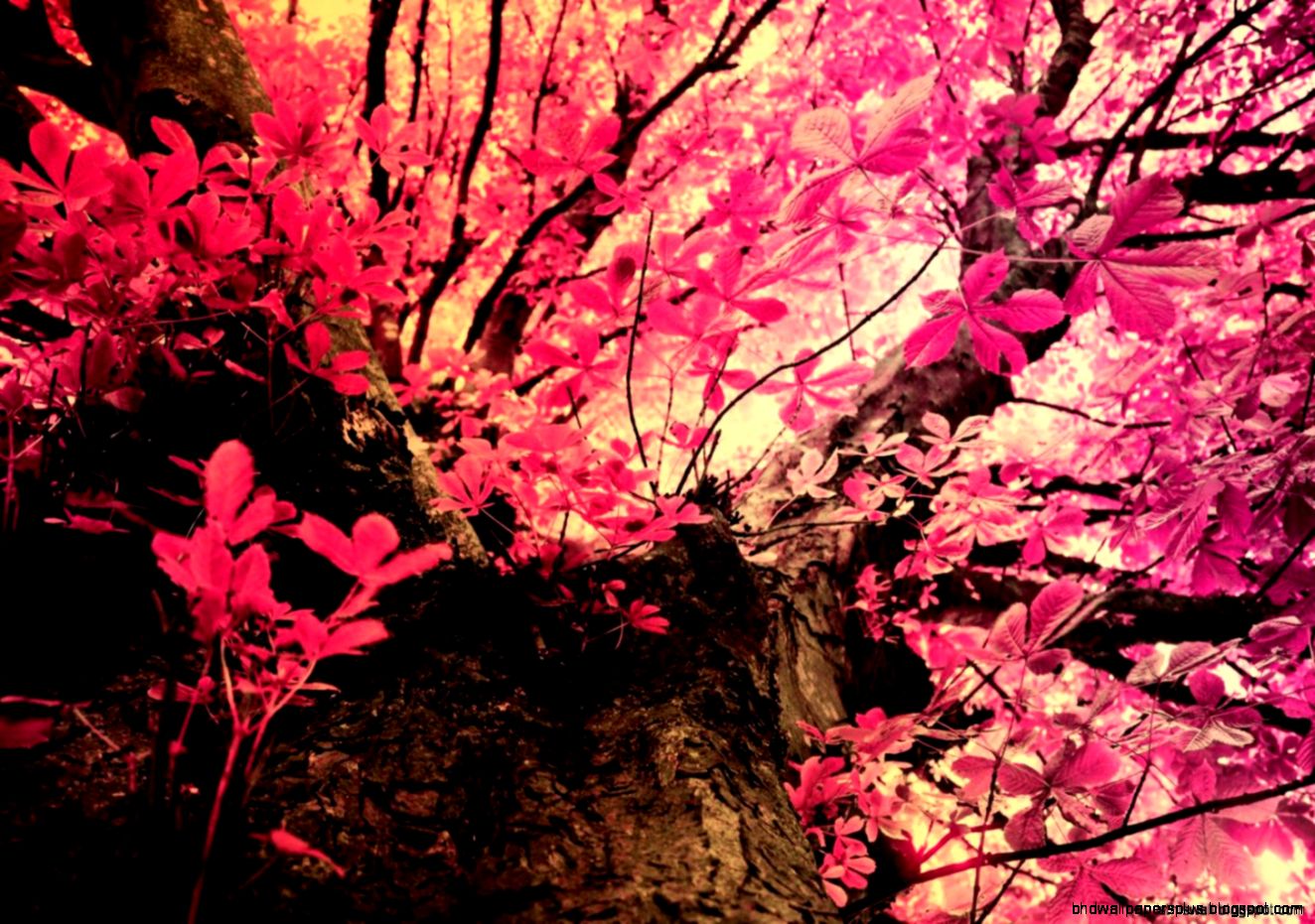 Pink Camo Wallpaper  This Wallpapers Pink Camo Wallpaper  This Wallpapers