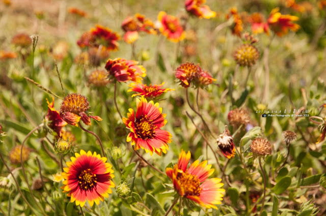 [澎湖] 夏戀菊島澎湖遊記