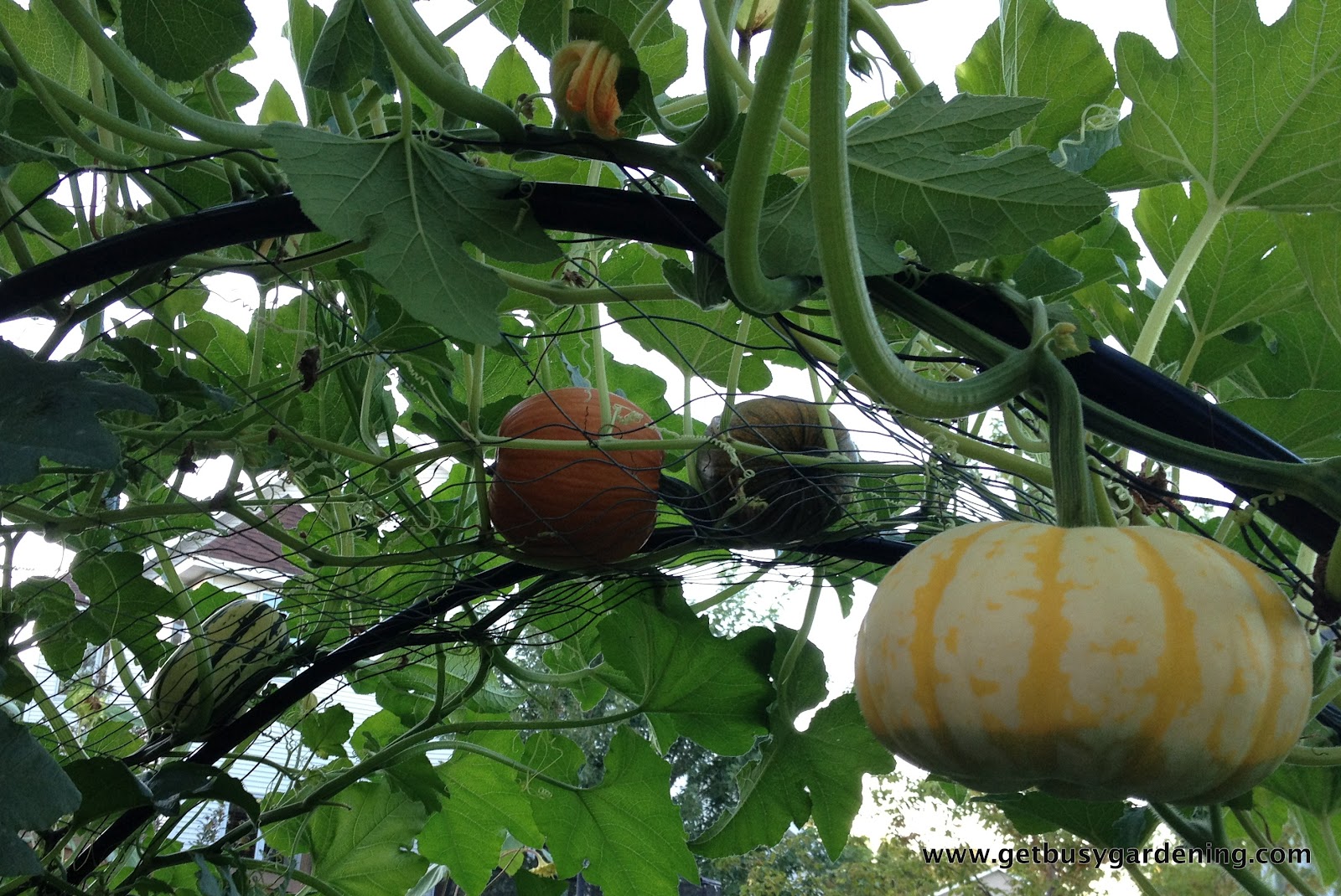 Squash Arch Update Get Busy Gardening