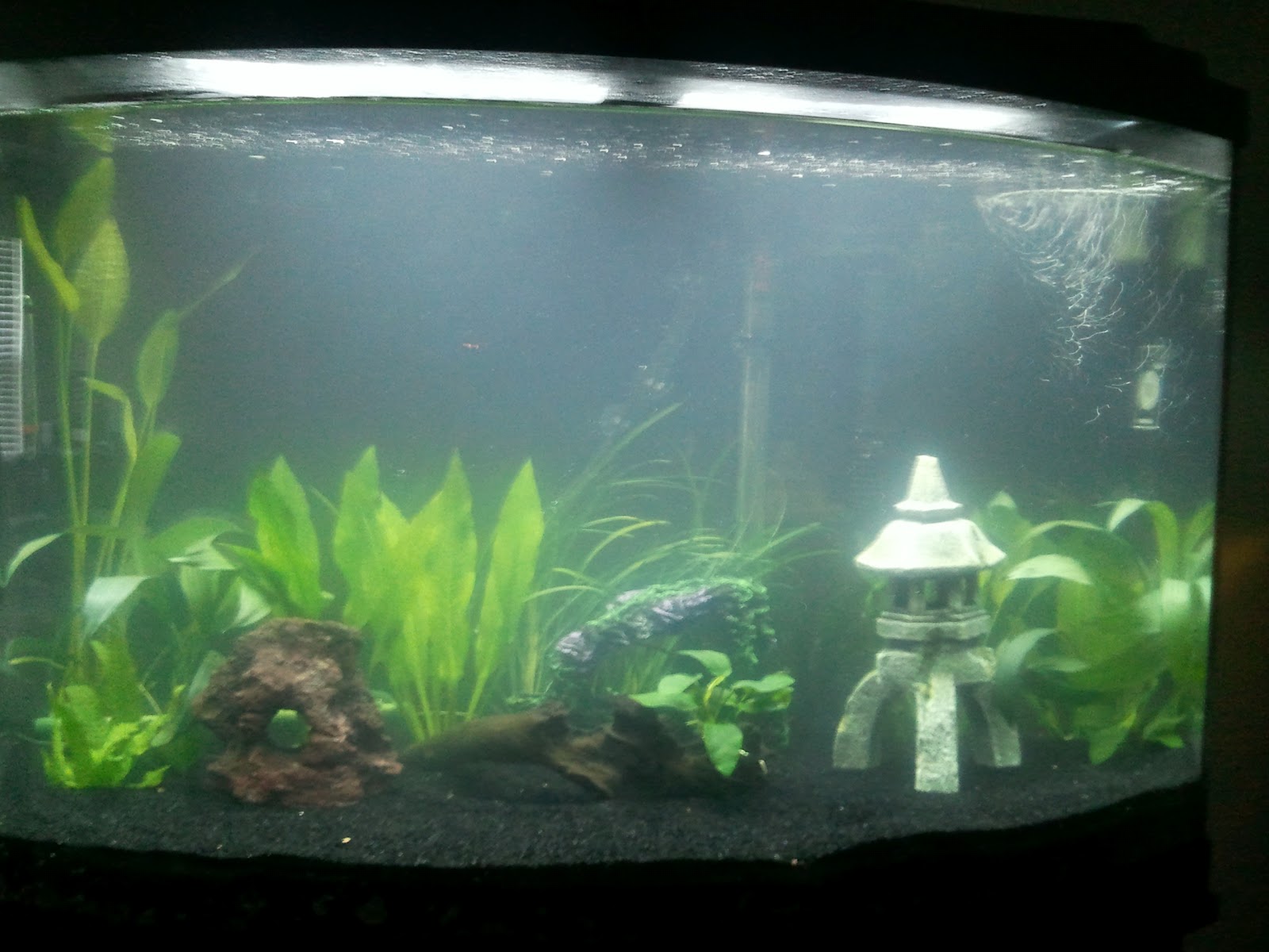 10 gallon fish tank is cloudy 10 gallon tank why is my 10 gallon fish tank is cloudy 10 gallon tank why is my