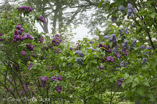 Thyra Common Lilac Almindelig Syren