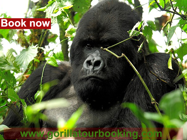 gorilla-tour-booking-uganda-gorillas-bwide-trekking-park.png