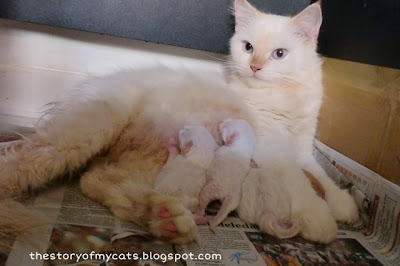 cute baby born kittens cute baby born kittens
