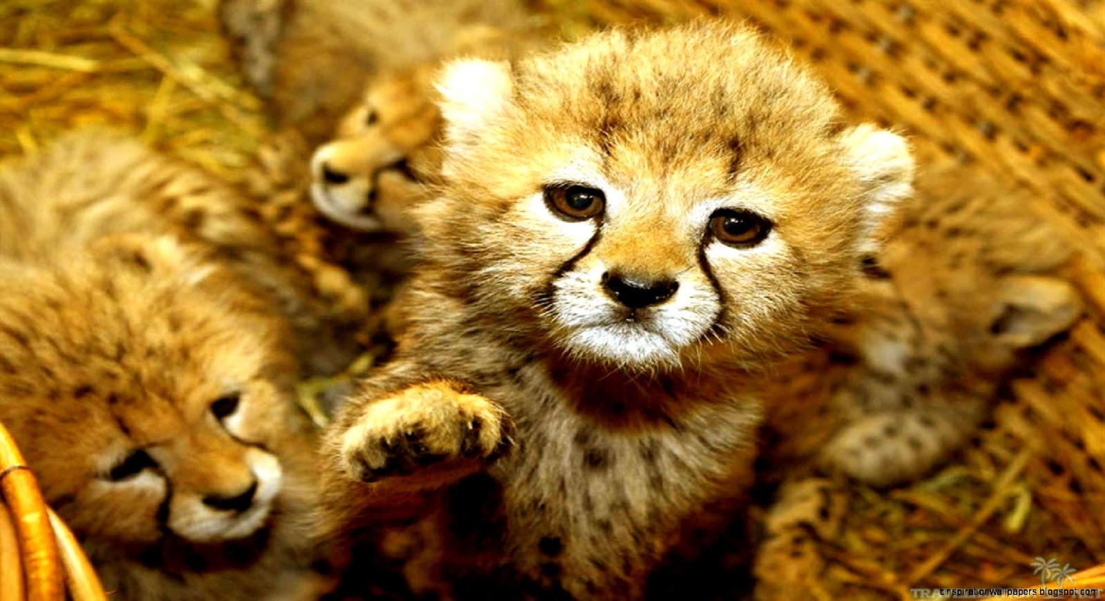 Cute Baby Animals Cute Baby Animals