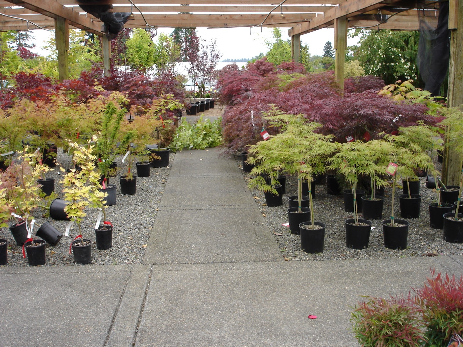 The Outlaw Gardener Vassey Nursery A family affair