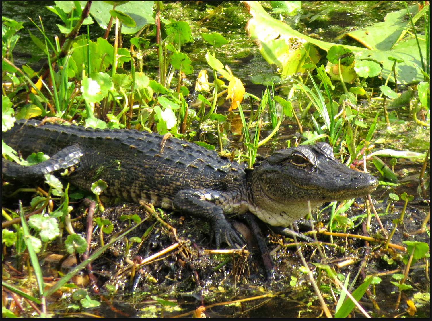 " to Lavender Dreams " Withlacoochee River