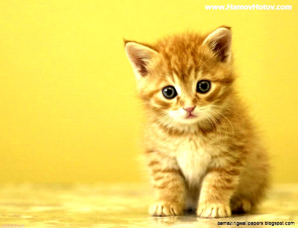 Curious Cute Kittens Wallpaper 9820830 Fanpop Curious Cute Kittens Wallpaper 9820830 Fanpop