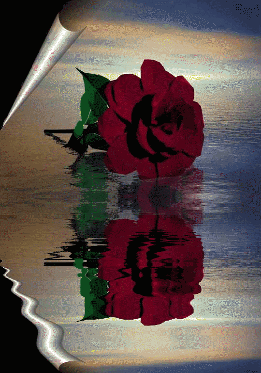 Gifs de rosas vermelhas se abrindo - Gifs e Imagens Animadas