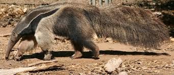 Anteater Si Pemakan Semut