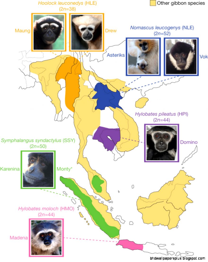 Geographic distribution of gibbon species used in the study Geographic distribution of gibbon species used in the study