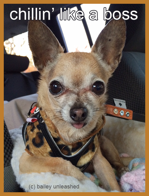 25 Best Memes About Suave Dog Suave Dog Memes