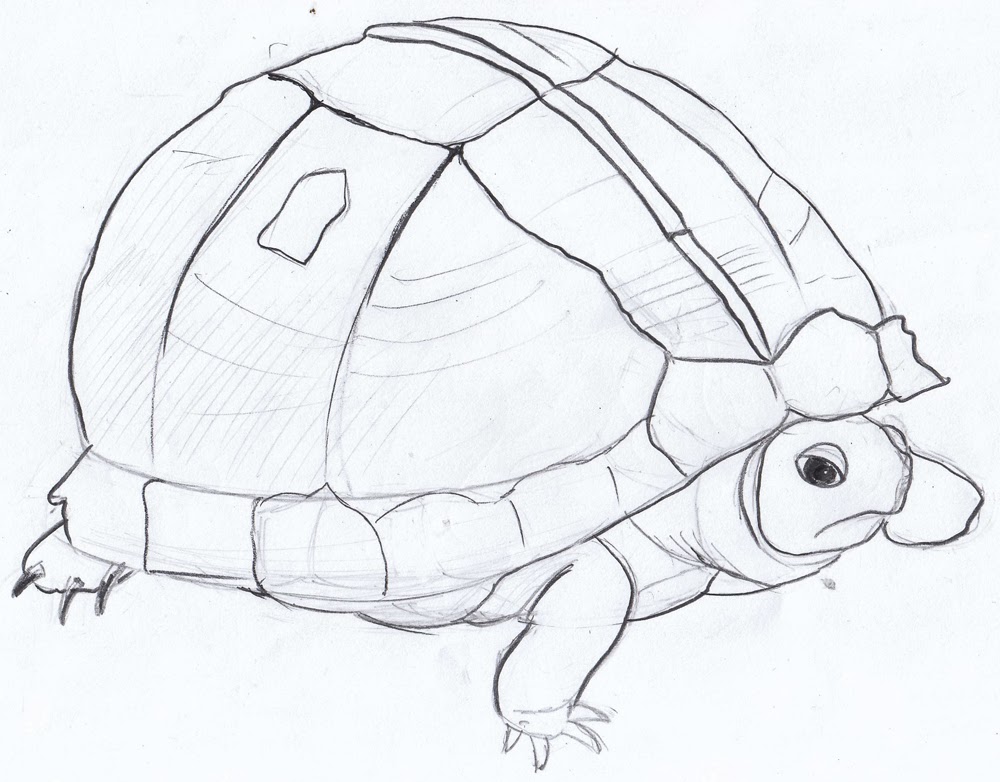 Best How To Draw Turtles in the world The ultimate guide 