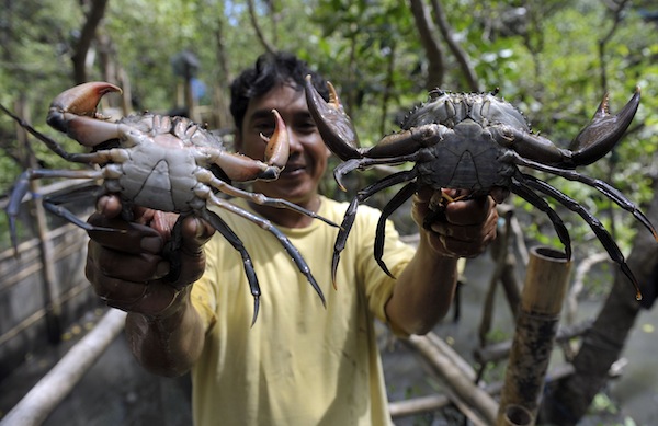 WARTA PANCING: Cara Memancing Kepiting