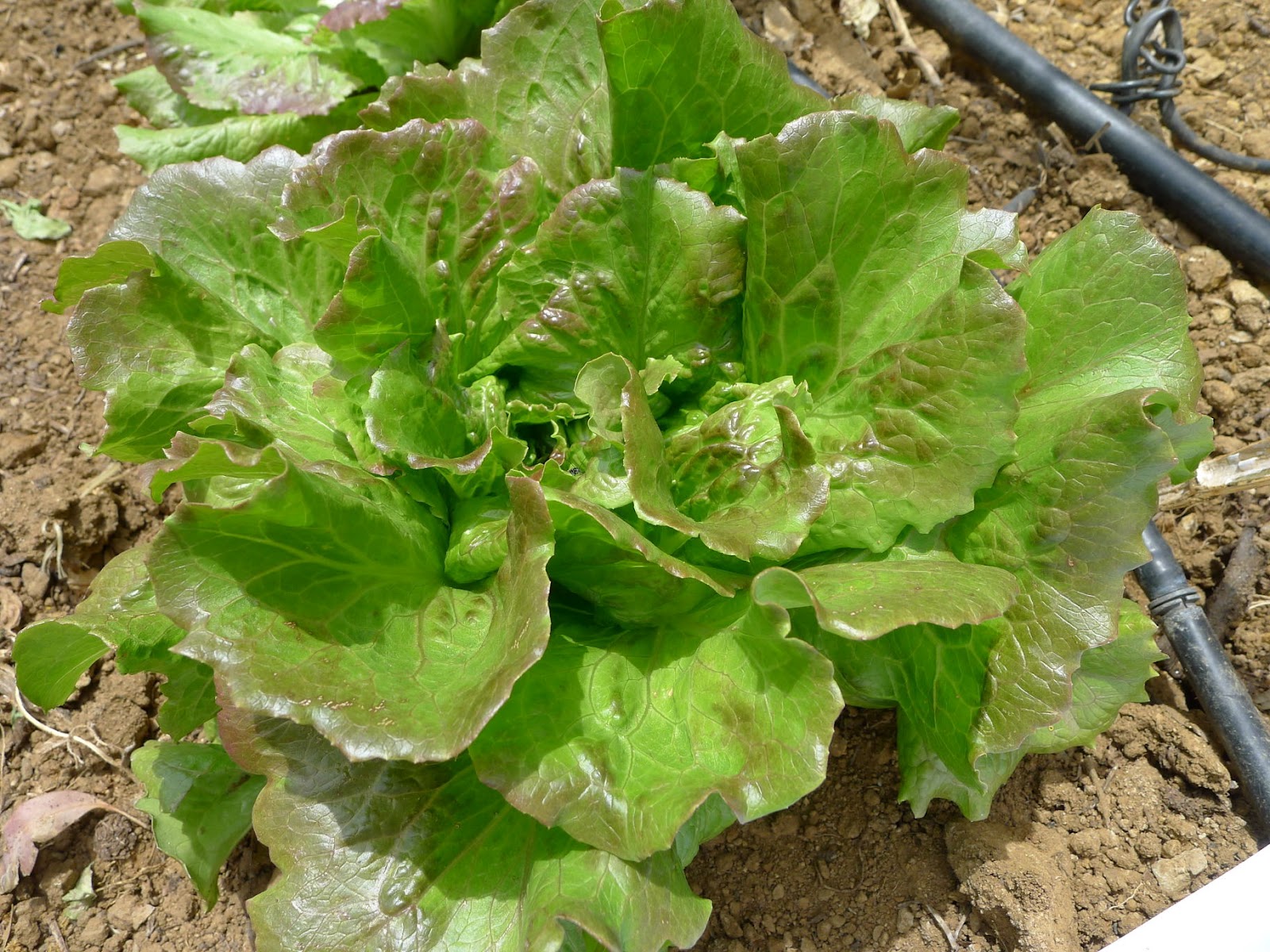 MY KITCHEN IN SPAIN SALAD DAYS ARE HERE AGAIN!