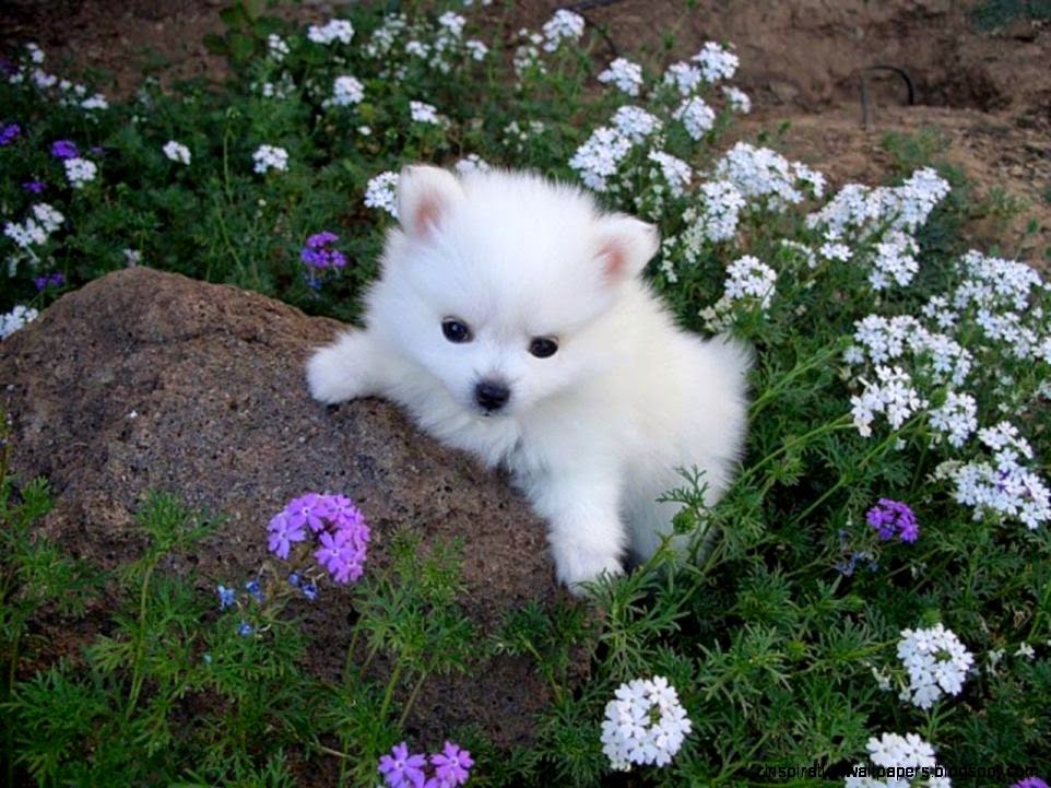 Little dogs on Pinterest Little Dogs Toy Schnauzer and Yorkie Little dogs on Pinterest Little Dogs Toy Schnauzer and Yorkie