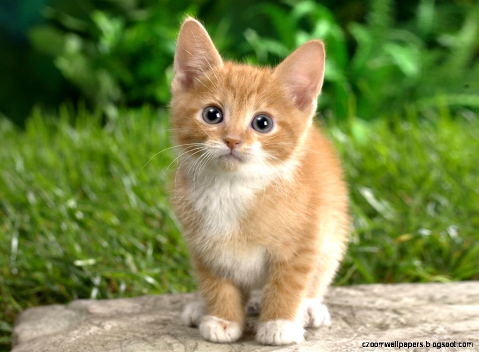 Cat Wallpaper Download Hd Wallpapers 1024x768PX Cat Hd Cat Wallpaper Download Hd Wallpapers 1024x768PX Cat Hd