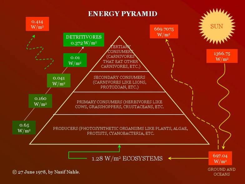 Jessica's wonderful world of plants: Pyramid of energy diagram a simple food chain and label each trophic level 