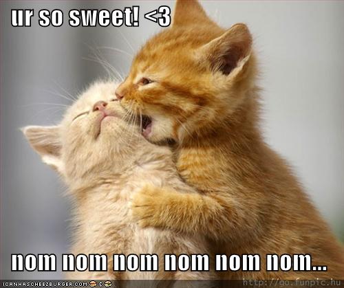Cute-Kitten-Love.jpg