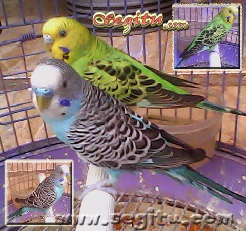 Burung Kicau Harga Burung Murah