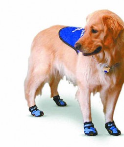 How To Train Service Dogs Uf How To Train Service Dogs Uf