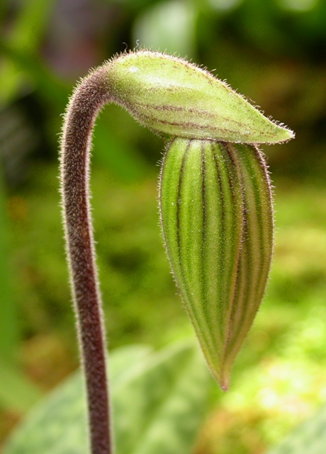 The Opulent Opossum: St. Louis Orchid Show—There’s Still Time to Go!