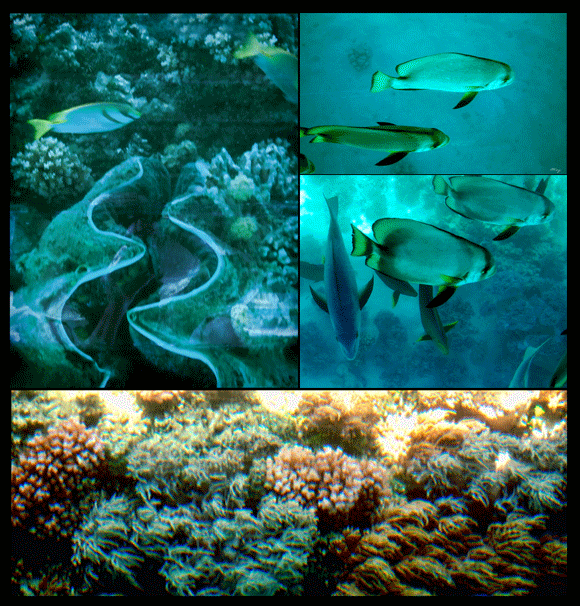 Underwater shots from Green Island Australia