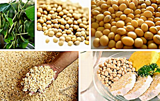 manfaat kacang kedelai untuk kesehatan manfaat kacang kedelai untuk kesehatan