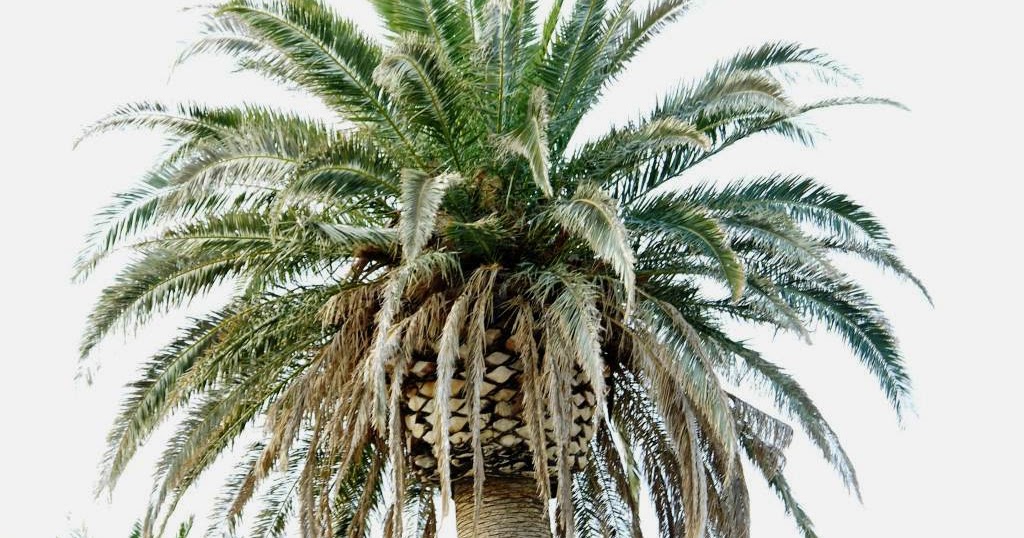 Xtremehorticulture of the Desert Protecting Palms From Winter Freezing