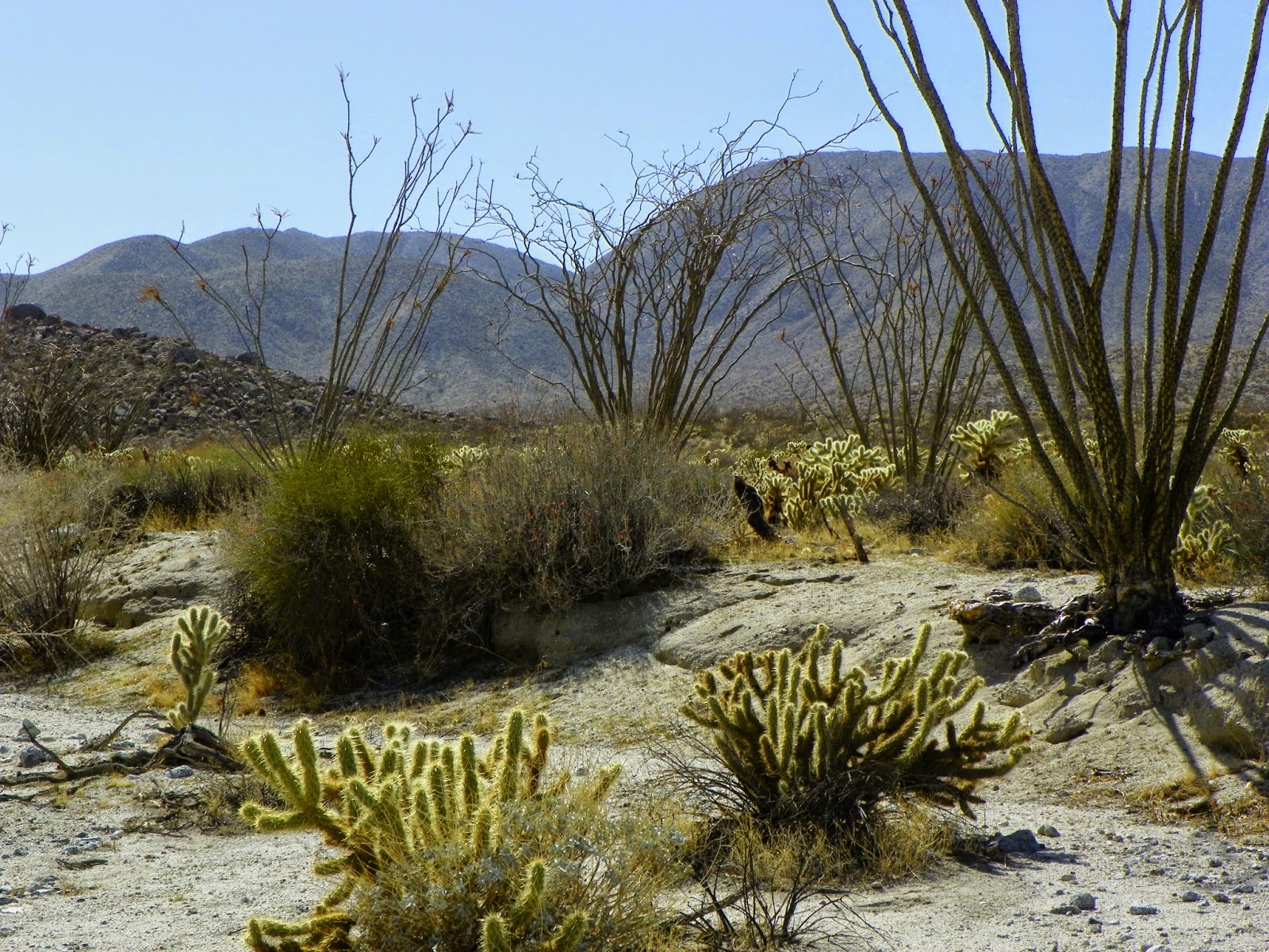 Anza Borrego Desert, Palm Springs and Joshua Tree ARMCHAIR HIKER SAN DIEGO