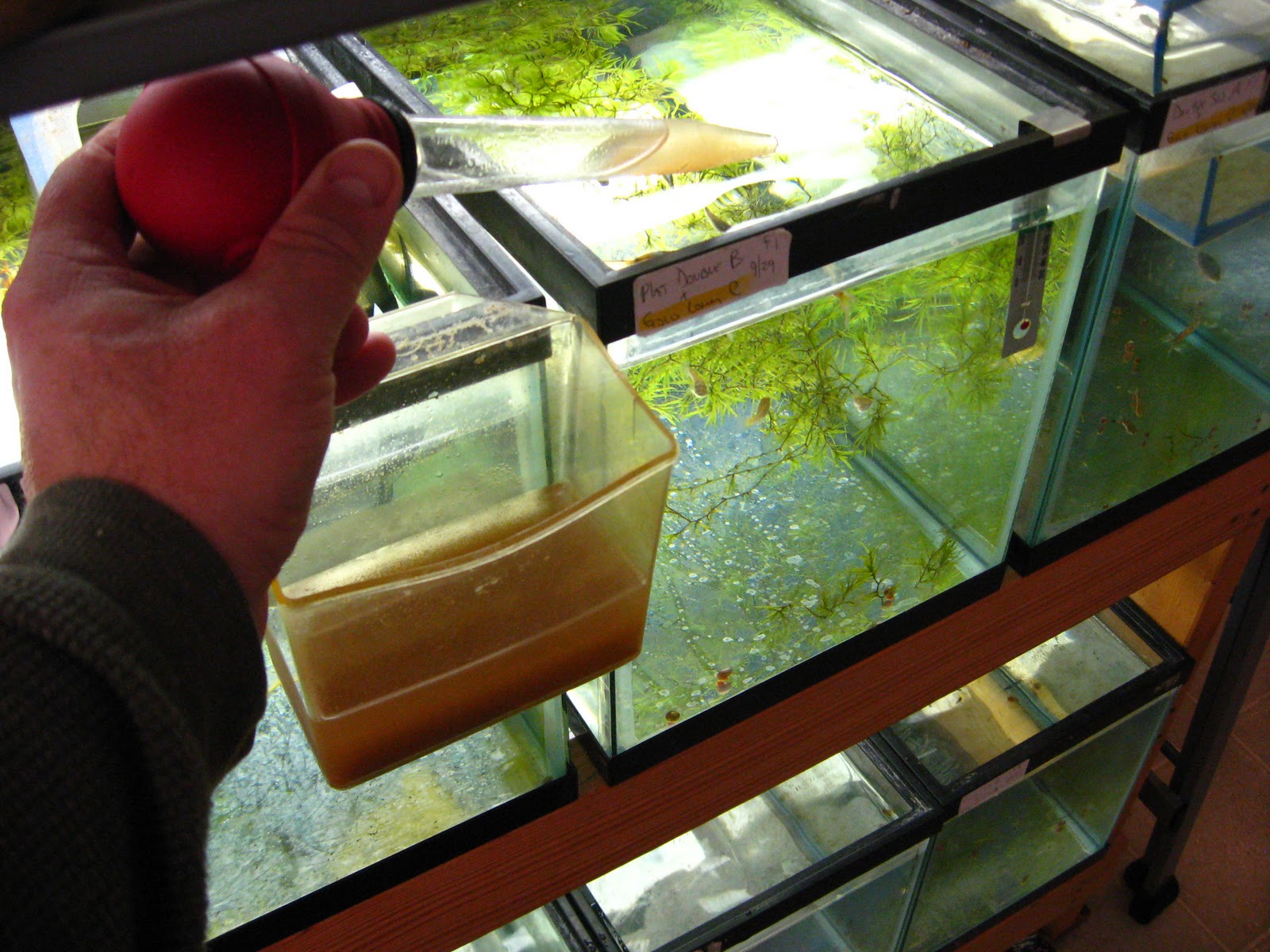 Swordtail Guppies: Hatching Brine Shrimp Consistently and Made Easy