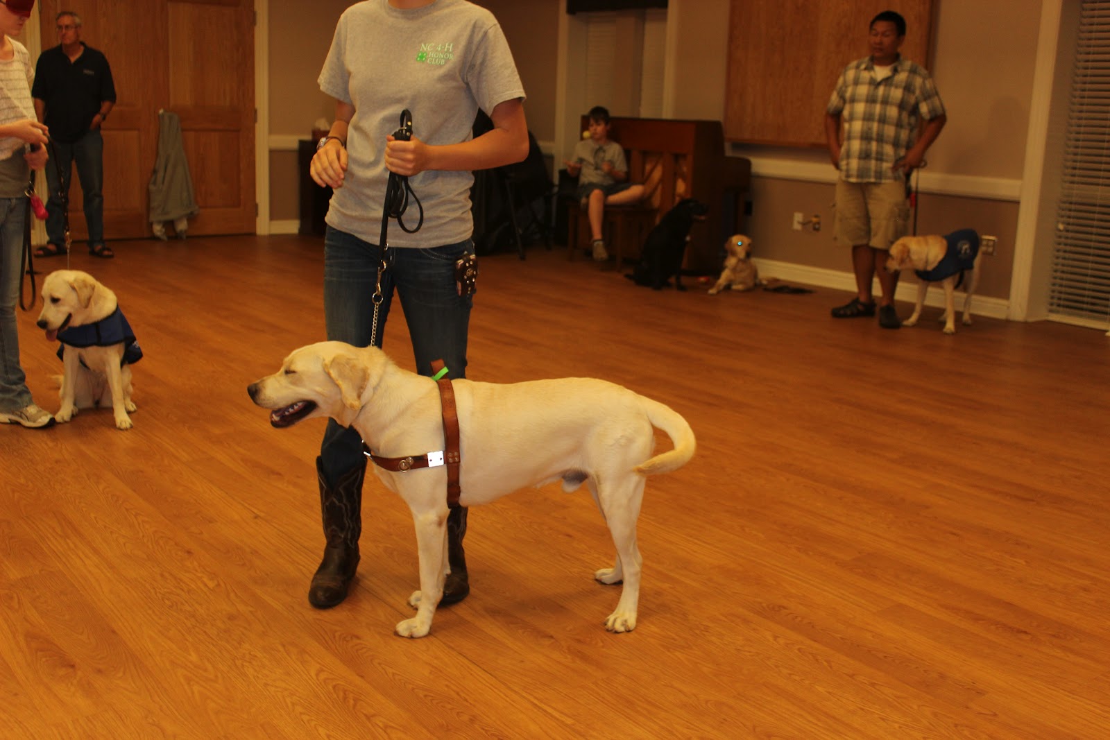 Brandon's life... as a guide dog in training Harness Every Moment