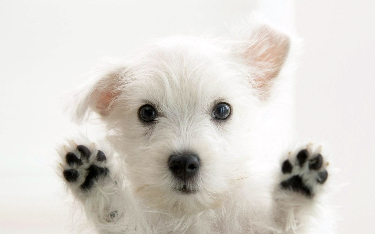 http://3.bp.blogspot.com/-yBPRREHkEYw/Two8hLs8LLI/AAAAAAAAE28/iLUkXtmuA90/s1600/Wallpaper%20-Cachorros-papel-de-parede%20(3).jpg