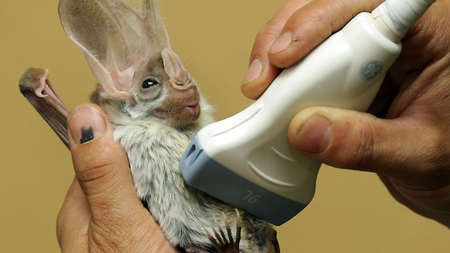 Ultrasound on pregnant ghost bat at Sydney�s Featherdale