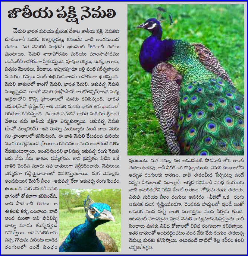 Essay on peacock for class 3 picture