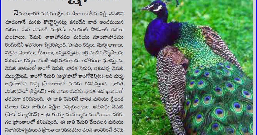 my favourite bird peacock essay I want an essay on `my favourite bird dove ' - 57489. my favourite bird peacock essay I want an essay on `my favourite bird dove ' - 57489.