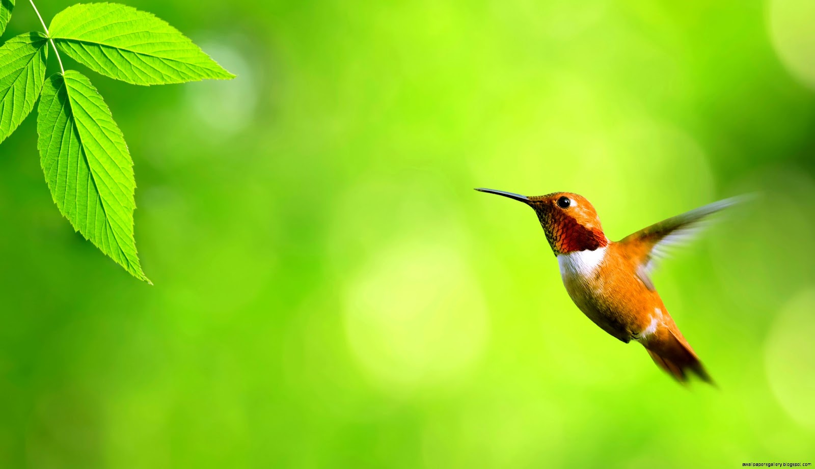 Beautiful Birds Wallpapers for Desktop Beautiful Birds Wallpapers for Desktop