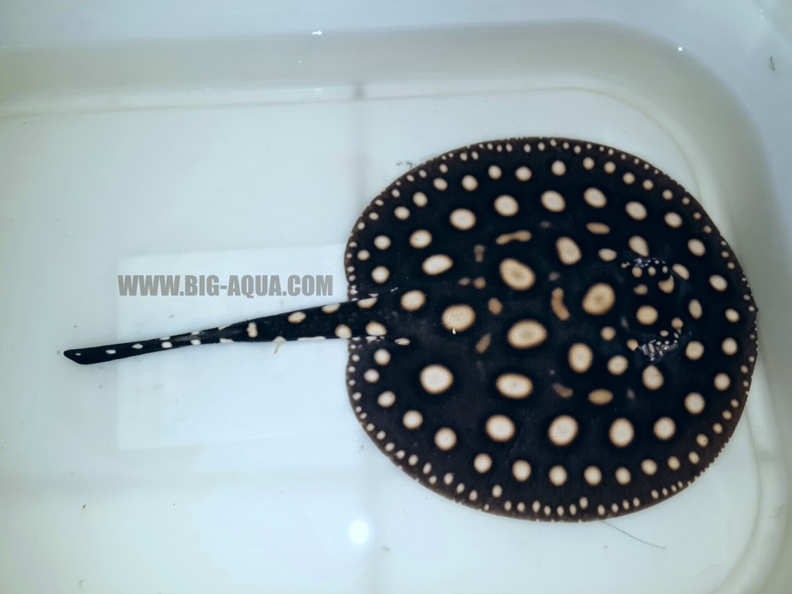 BLACK DIAMOND STINGRAY Big Aqua