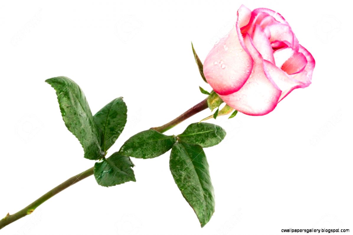 Single Pink Rose On A White Background Stock Photo Picture And Single Pink Rose On A White Background Stock Photo Picture And