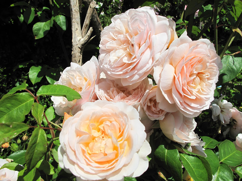 Joanne's Cottage Garden ROSES IN MY VEGETABLE GARDEN