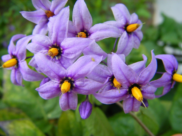 flowers for flower lovers. Bitter sweet flowers pictures.