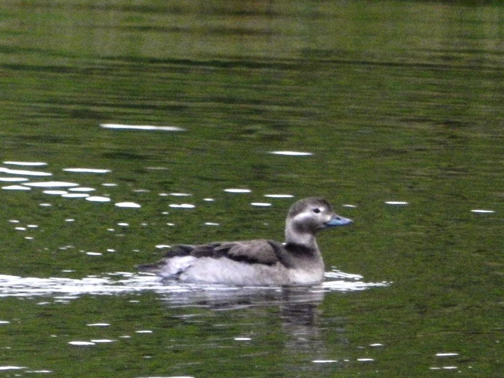 Walney Bird Observatory Brace of Longtailed Ducks