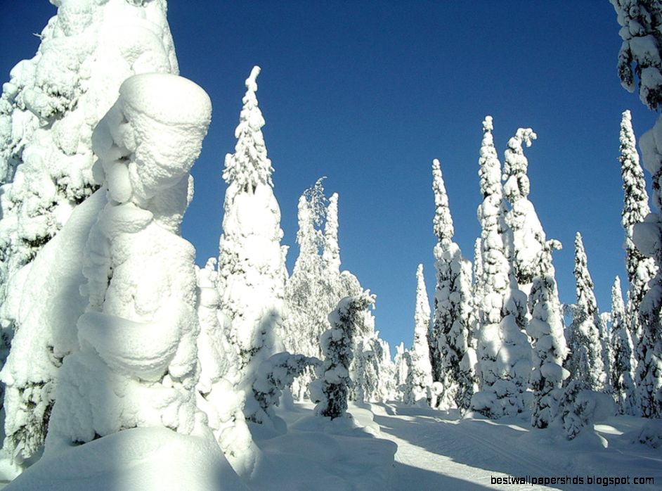 Winter Snow Covered Tree Winter Snow Covered Tree