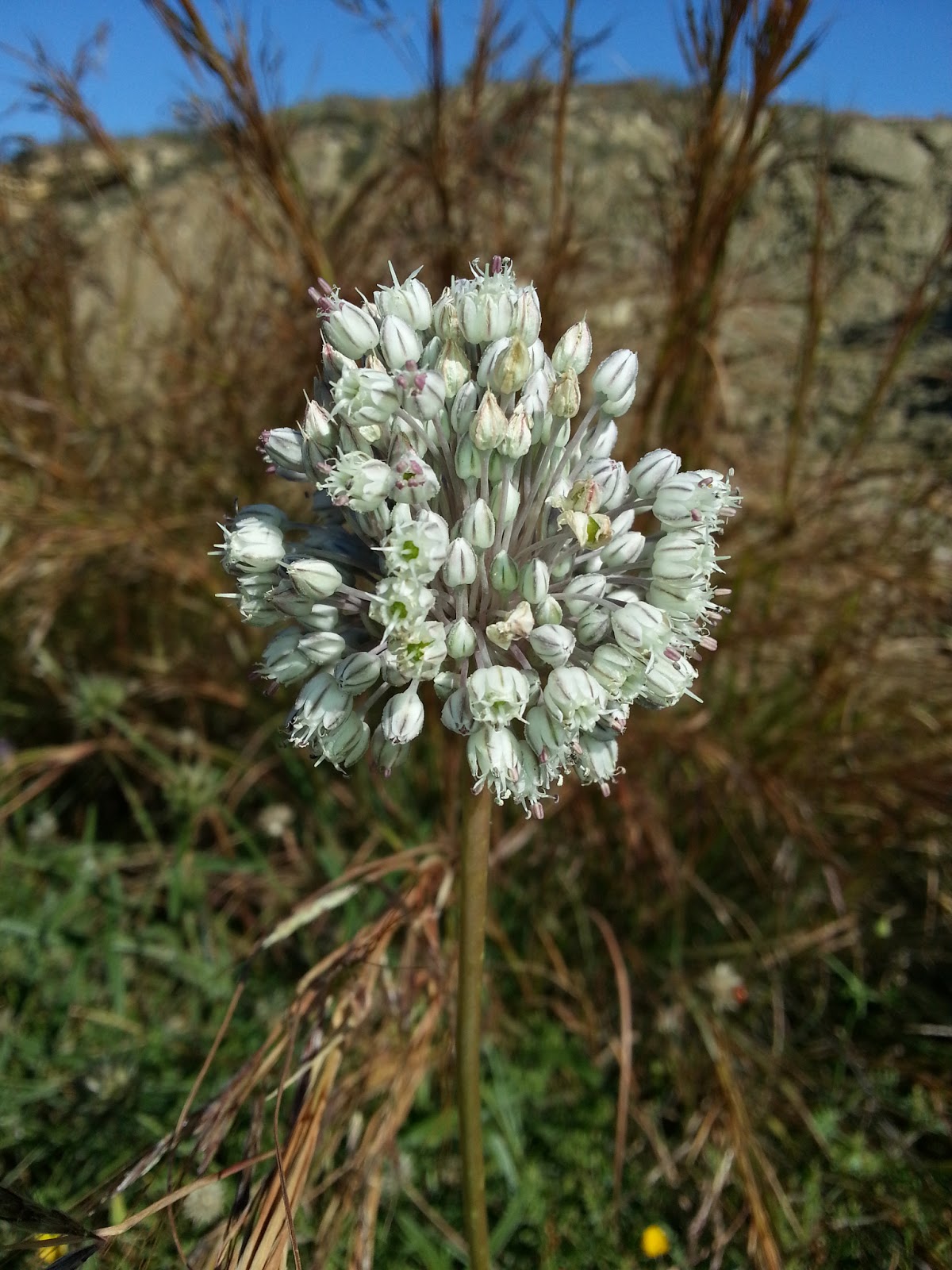 Flora SüdwestSpanien
