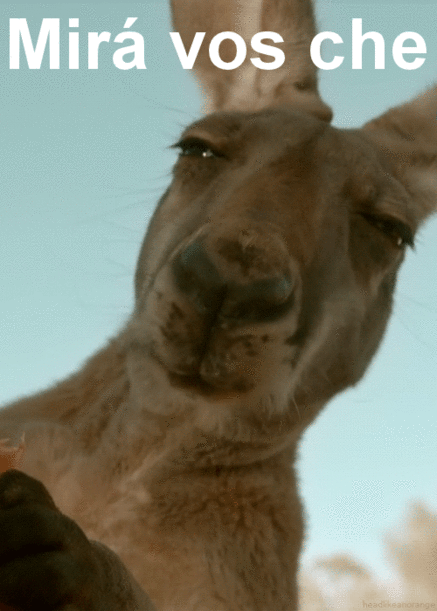 Llama+masticando-Mira+vos+che.gif
