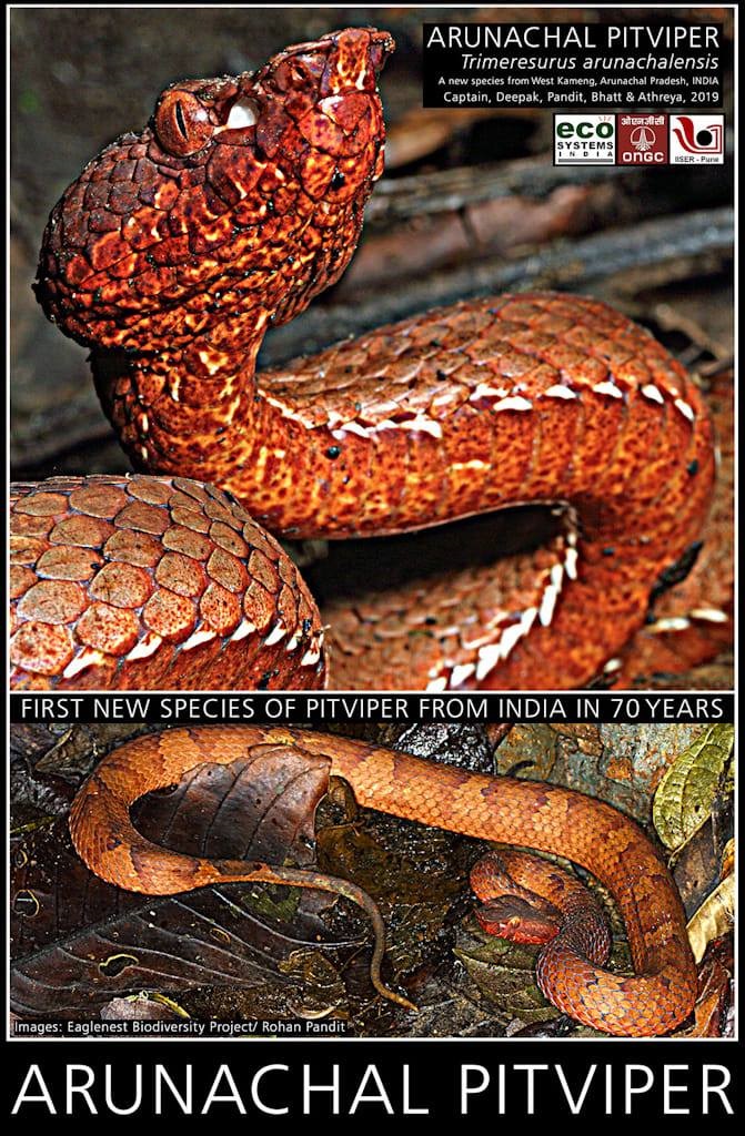 Arunachal Pradesh  Pit viper discovered in Arunachal Pradesh - Telegraph  India