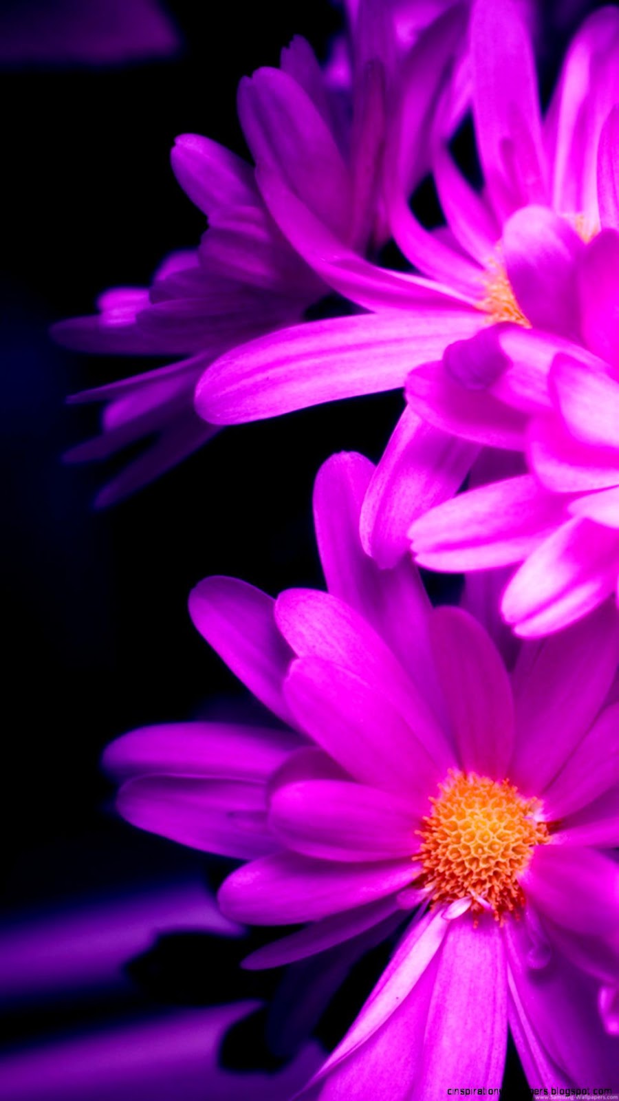 iPhone 6 Pink Flower Backgrounds iPhone 6 Pink Flower Backgrounds