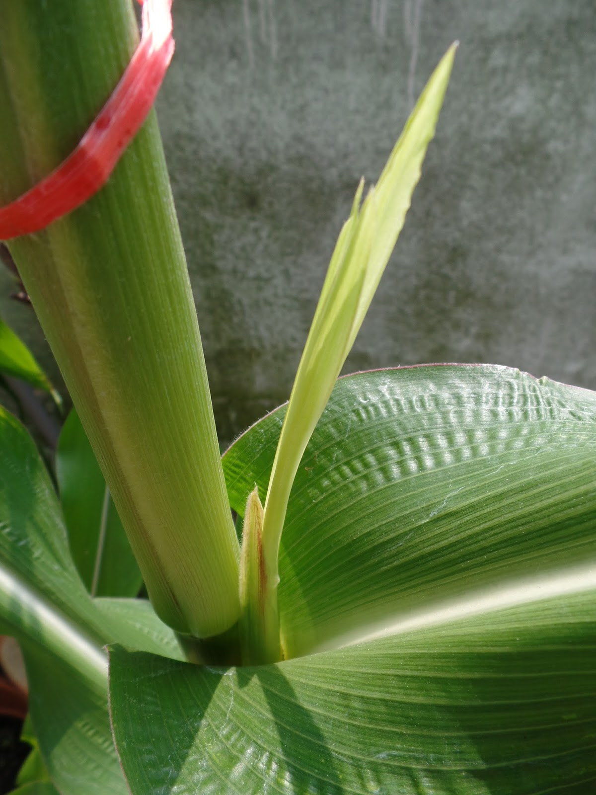 My Little Potted Garden Sweet Baby Corn Zea Mays