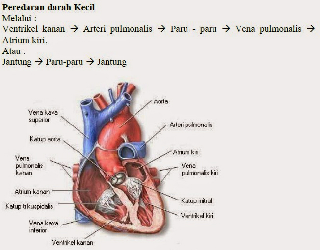 Penjabaran Lengkap Sistem Peredaran Darah Manusia Markijar Com
