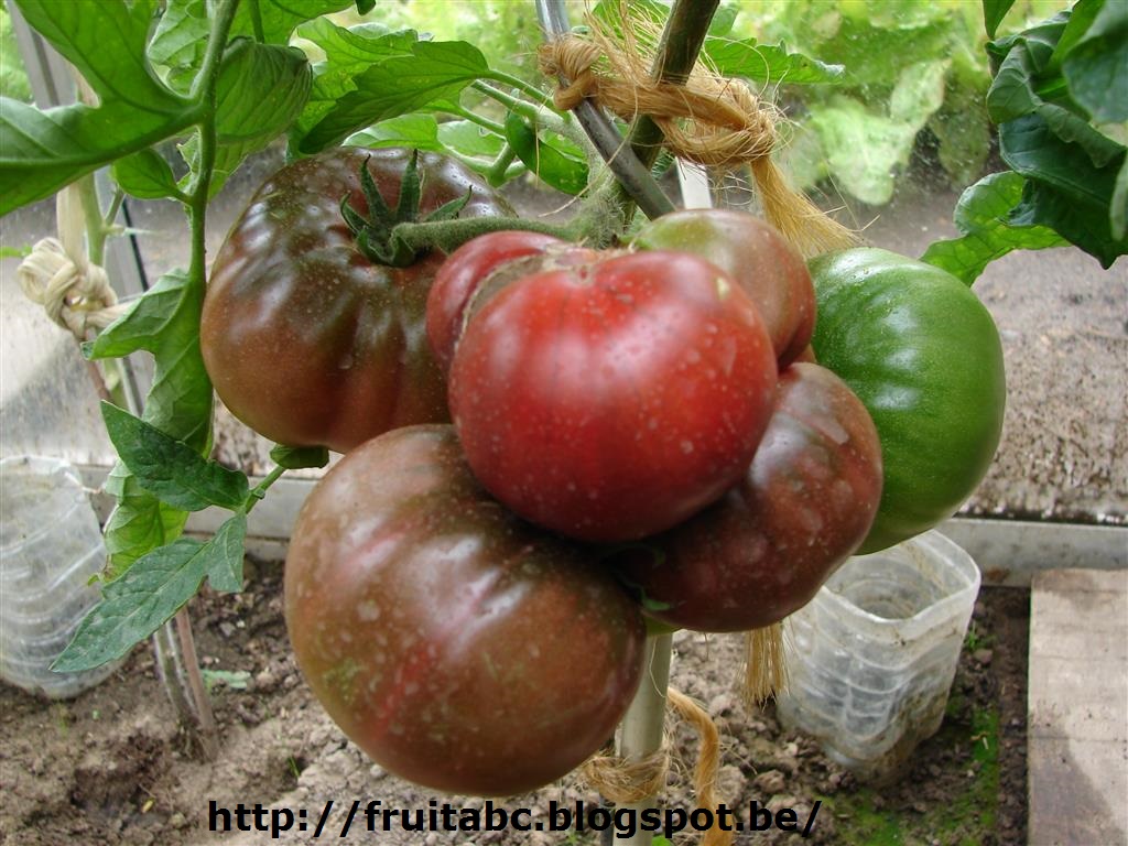 Inheems en uitheems fruit: juni 2013